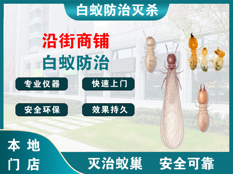 宁波市沿街商铺白蚁防治