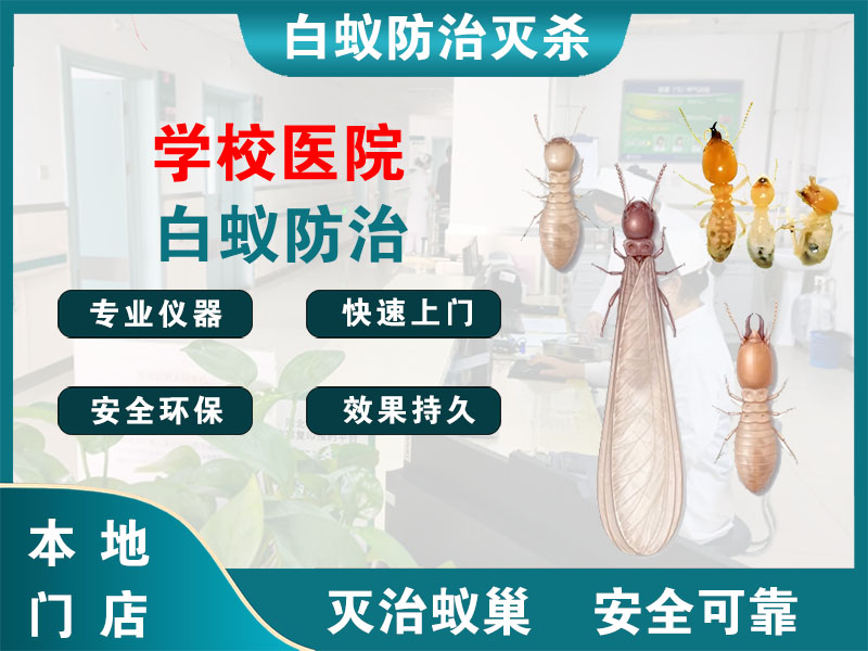 宁波市学校医院白蚁防治