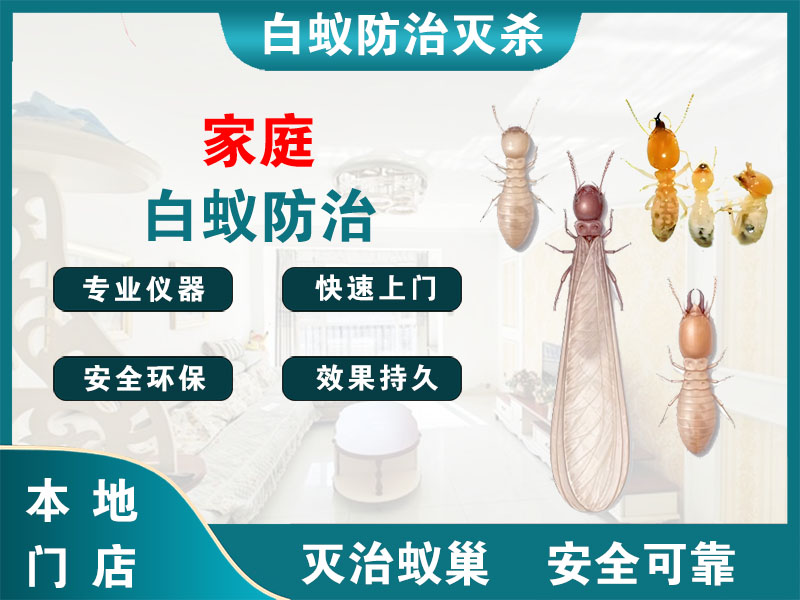 宁波市家庭白蚁防治